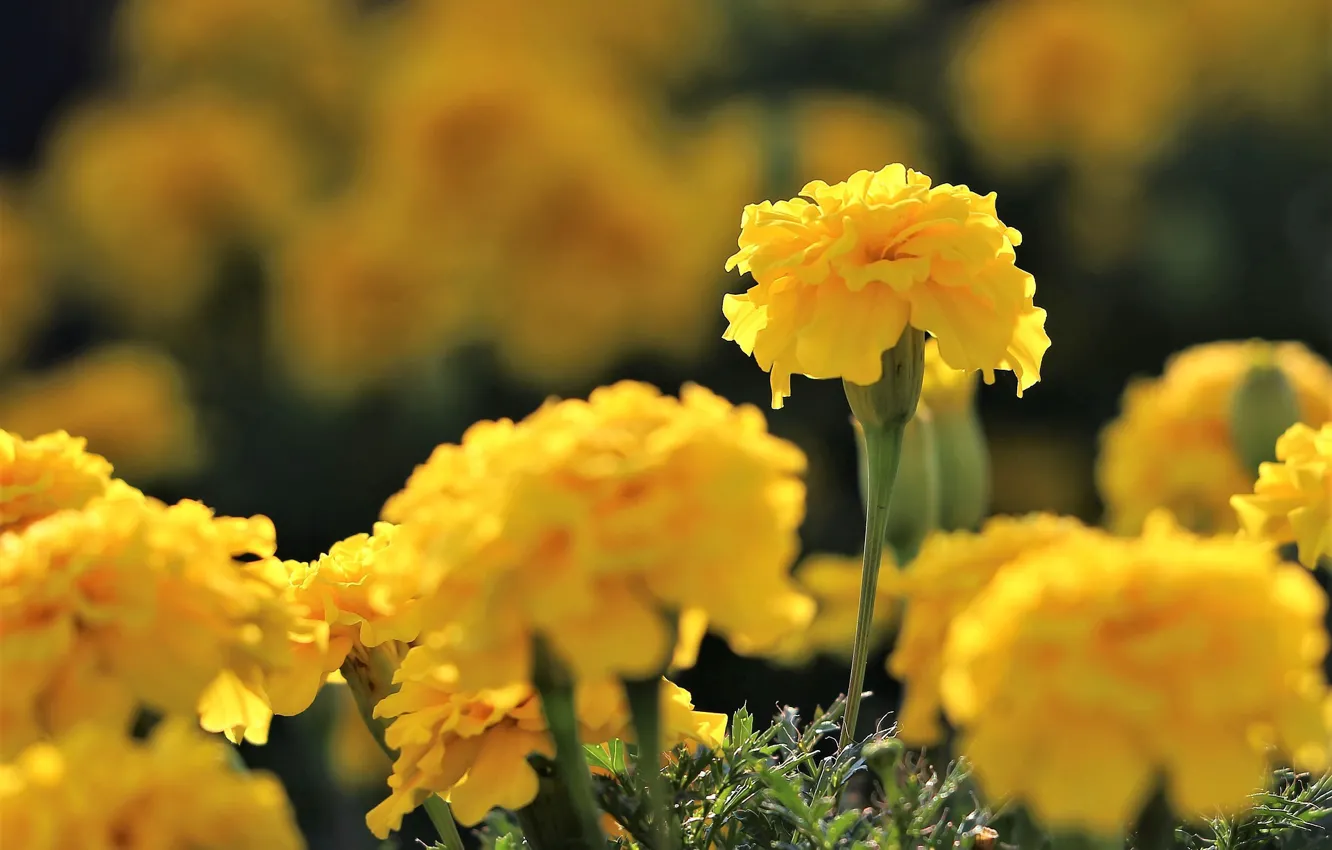 Photo wallpaper flowers, yellow, flowering