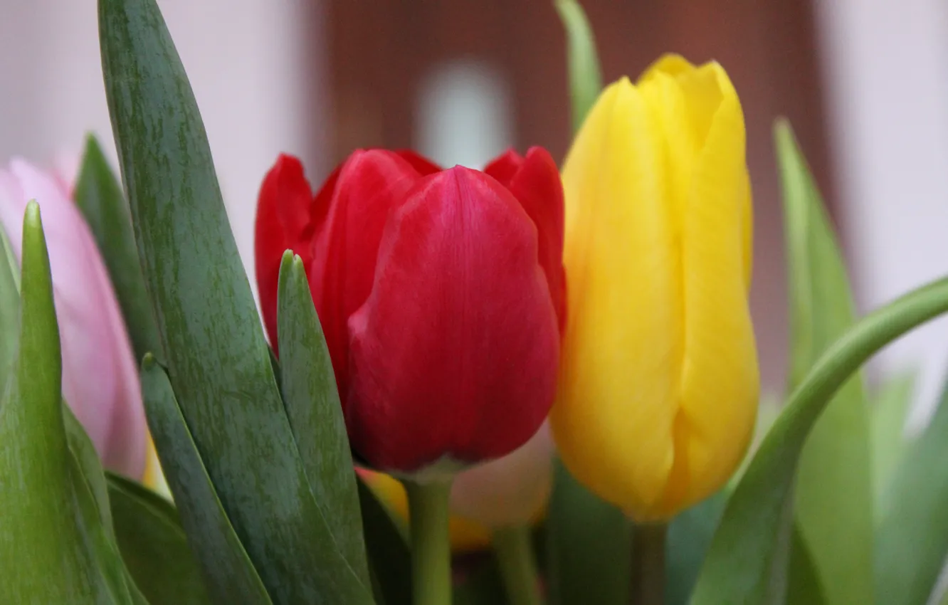 Photo wallpaper macro, flowers, tulips