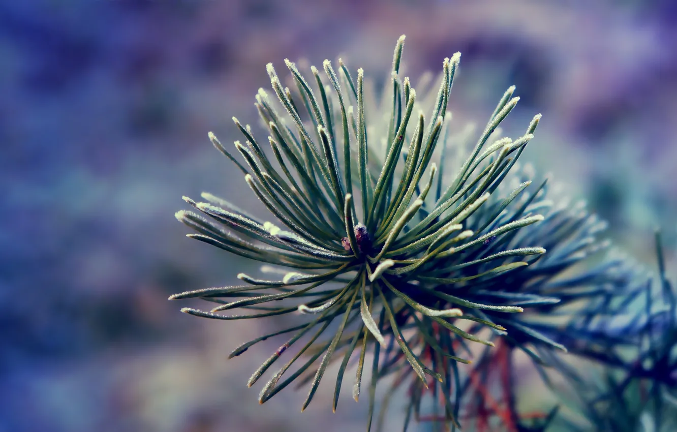 Photo wallpaper snow, pine, twig