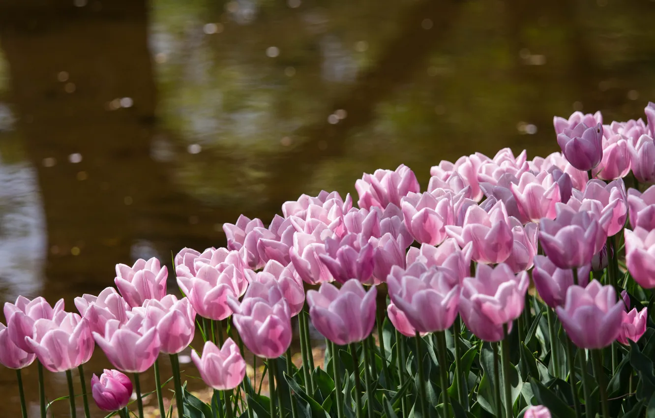 Photo wallpaper flowers, glare, pond, Park, shore, petals, tulips, pink
