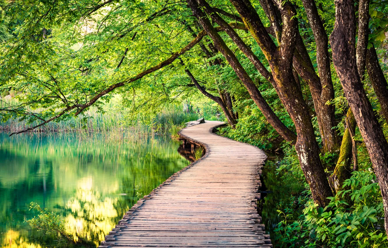 Photo wallpaper forest, trees, bridges, pond, flooring