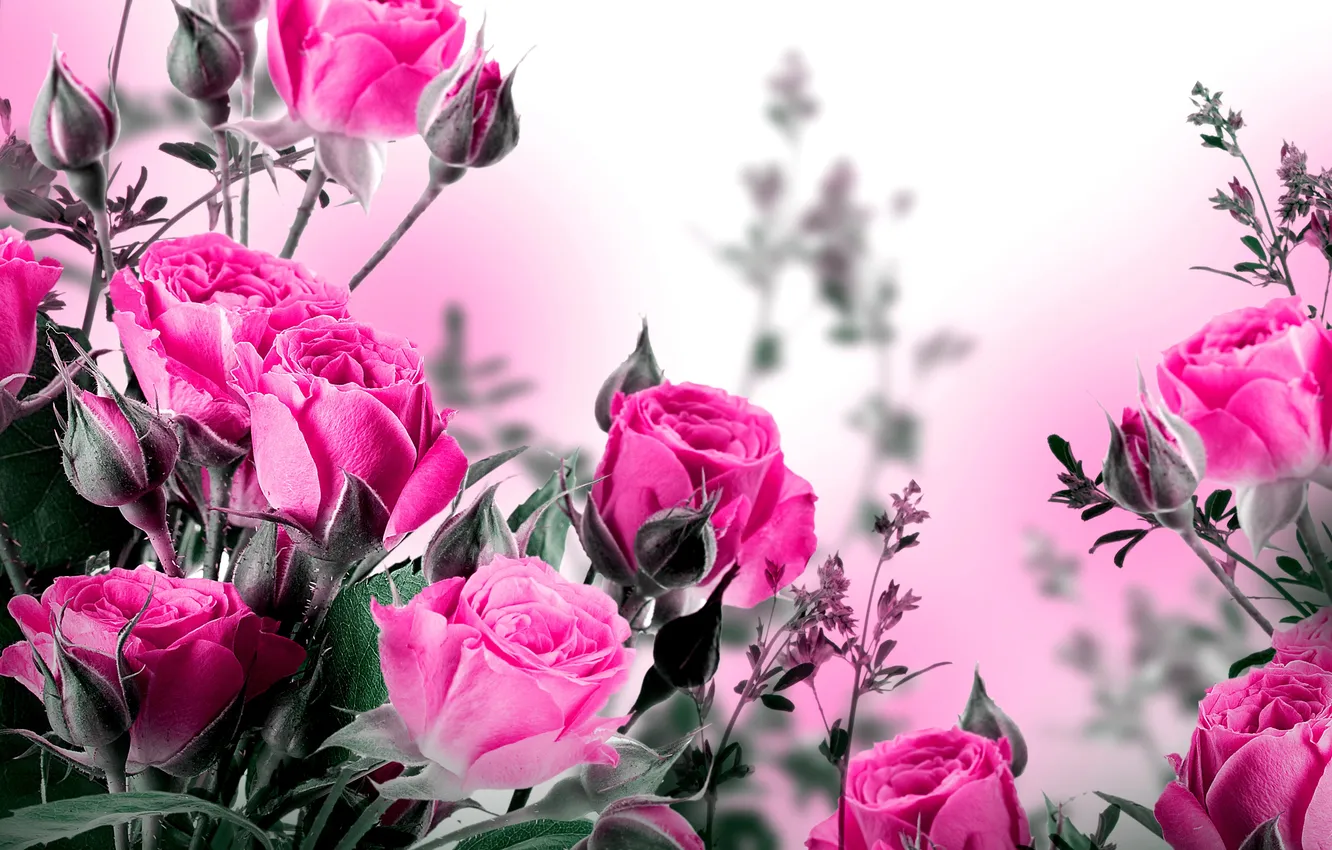 Photo wallpaper flowers, roses, leaf, buds