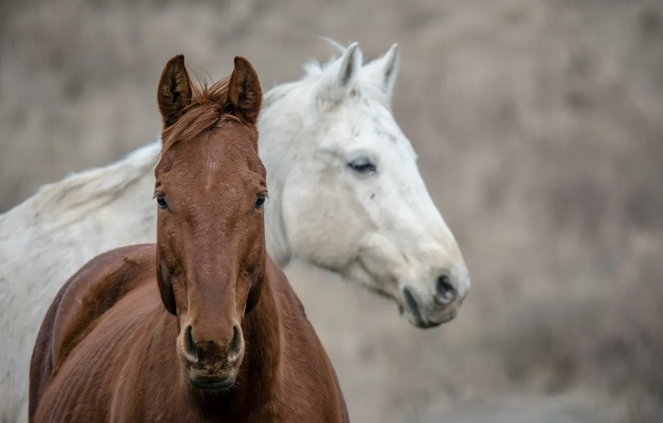 Photo wallpaper nature, background, horse