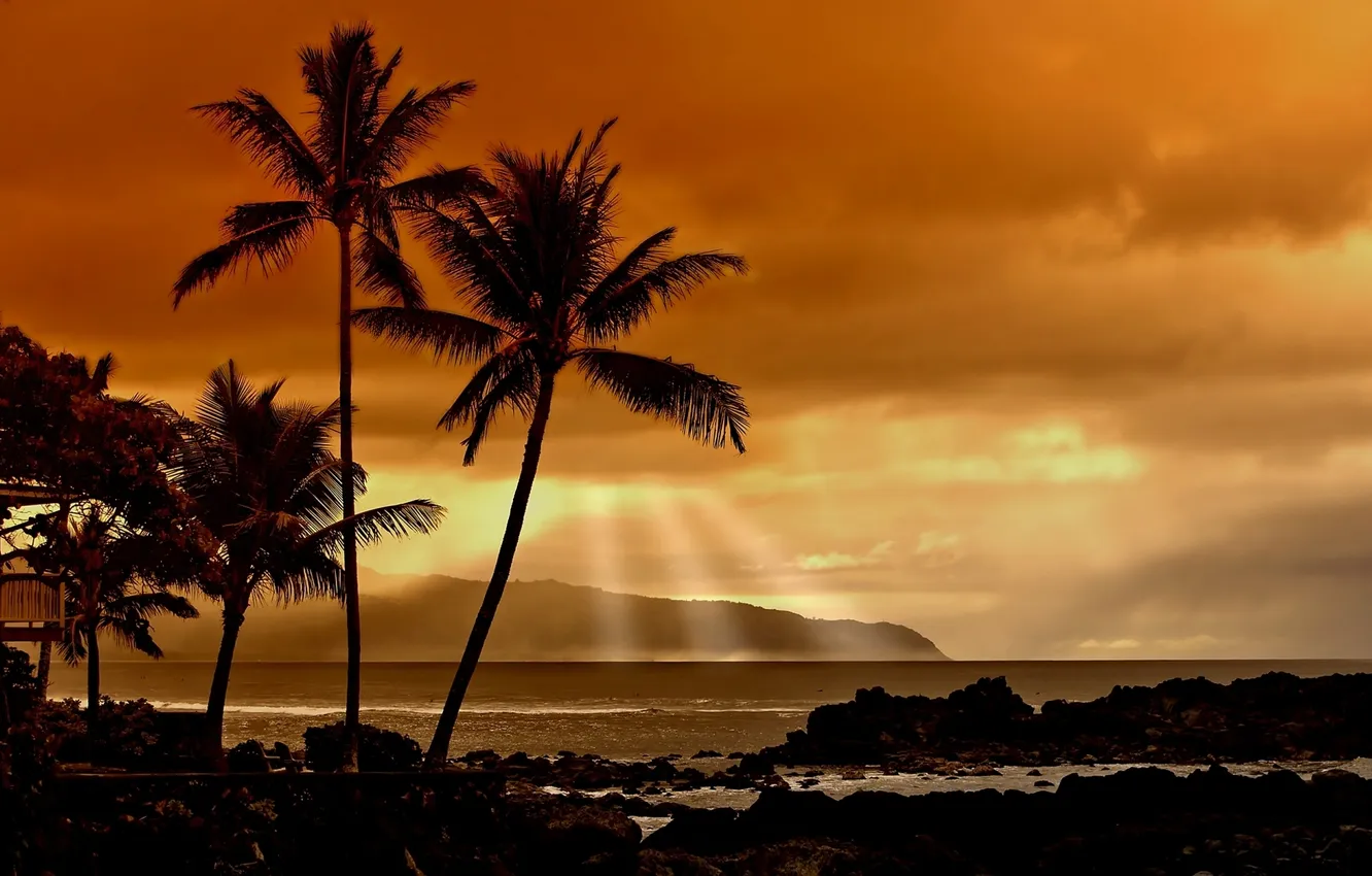 Photo wallpaper rays, palm trees, the ocean