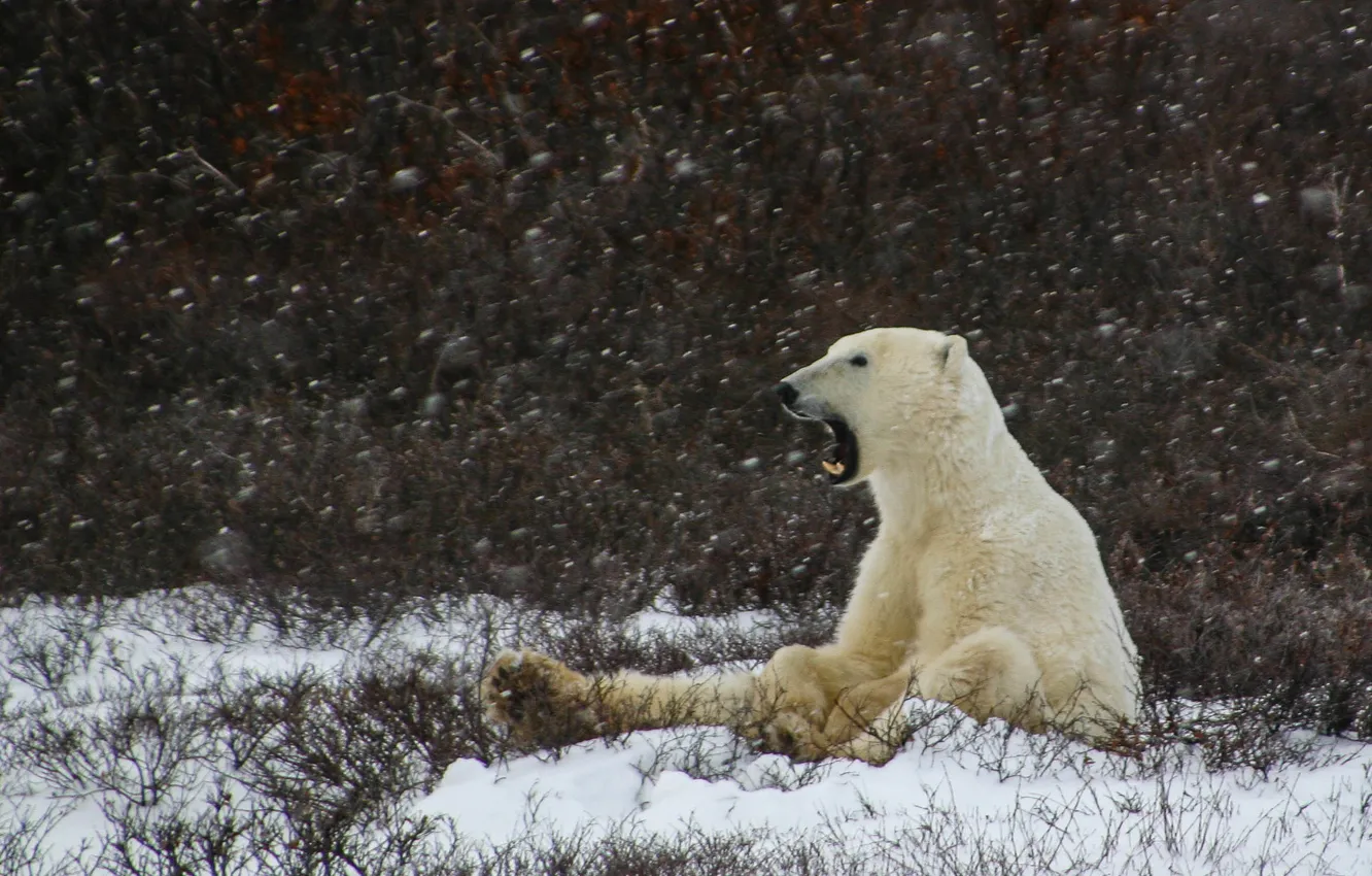 Photo wallpaper winter, polar bear, snowing, laziness, yawning
