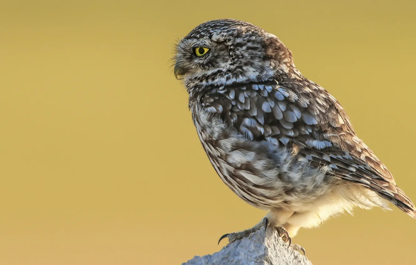 Photo wallpaper background, owl, bird, profile