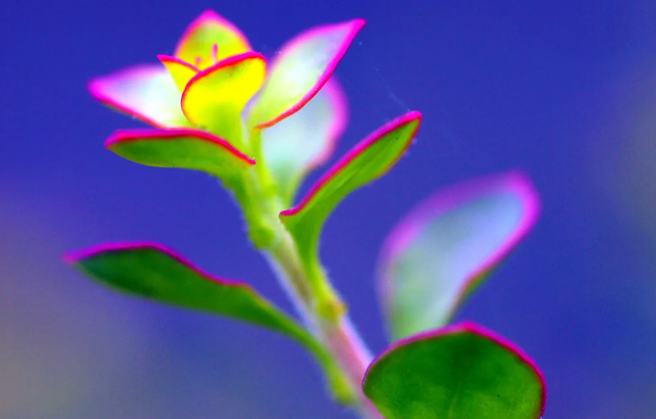 Photo wallpaper leaves, plant, color, web