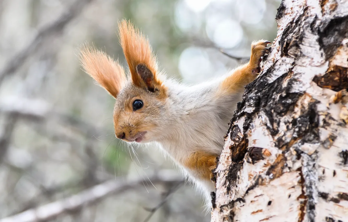 Photo wallpaper trees, protein, face, birch, ears, bokeh, rodent, squirrel