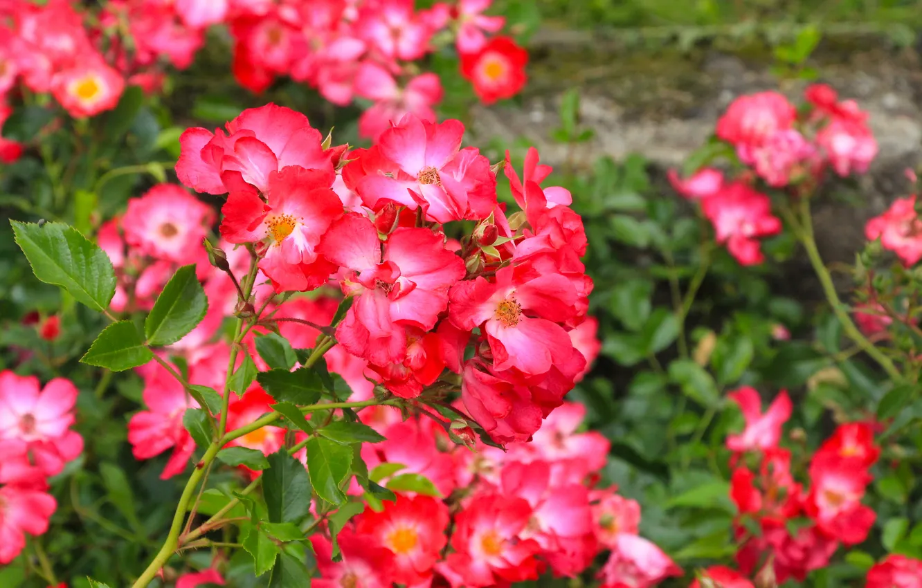 Photo wallpaper red, flower, roses