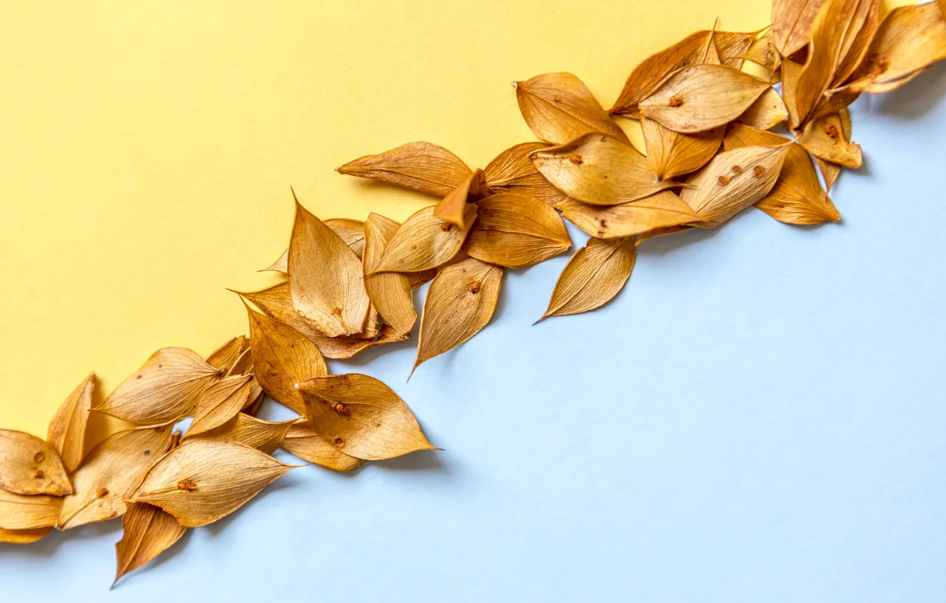 Photo wallpaper leaves, background, blue, yellow, dry, yellow, autumn, leaves