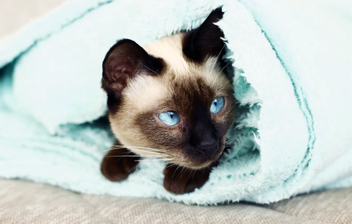 Photo wallpaper cat, eyes, cat, face, comfort, portrait, towel, paws