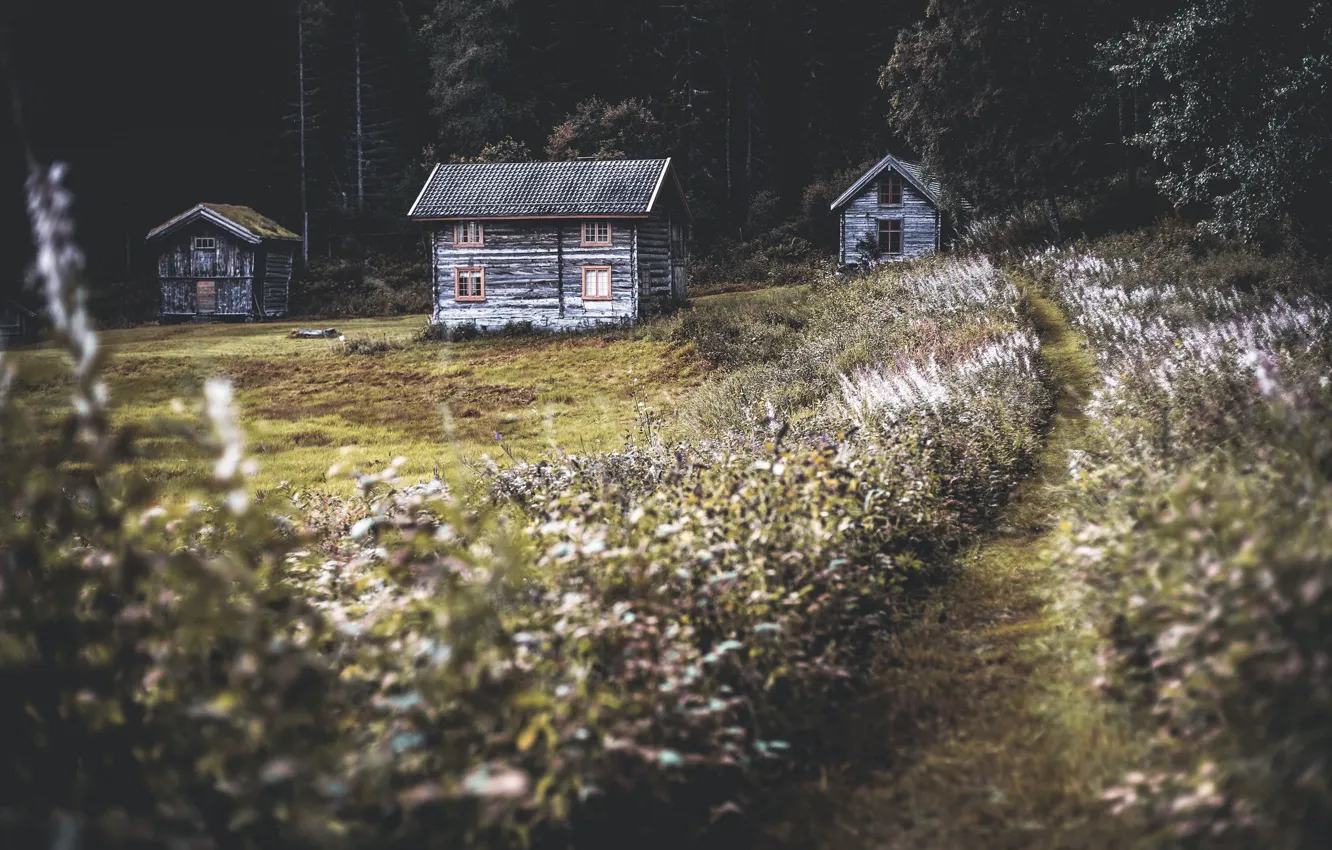 Photo wallpaper forest, nature, home