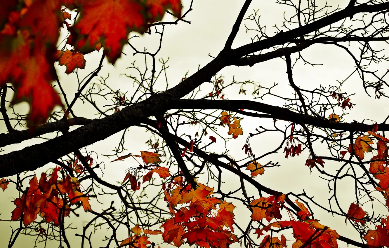 Photo wallpaper autumn, the sky, leaves, trees, orange