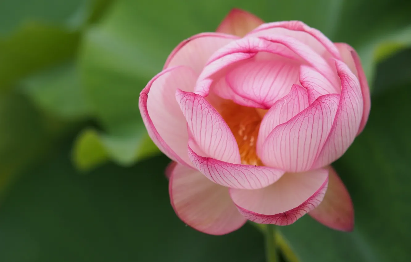 Photo wallpaper macro, petals, Lotus, buds