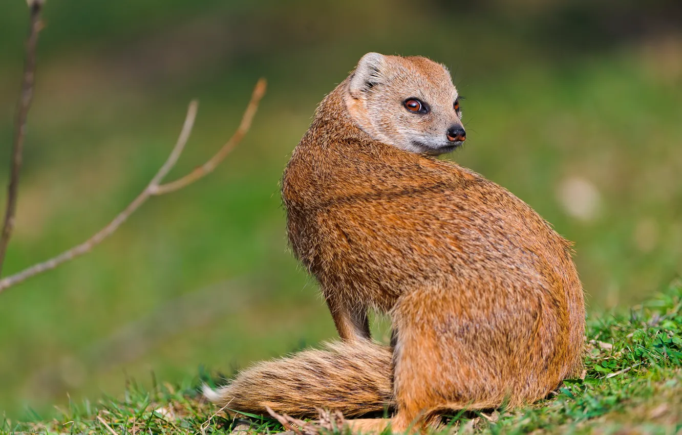 Photo wallpaper grass, look, mongoose