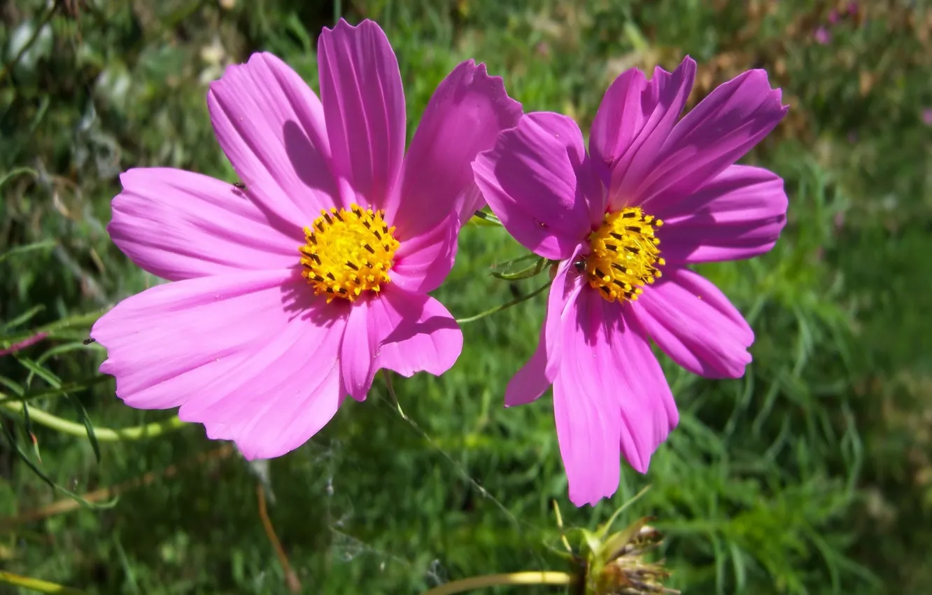 Photo wallpaper summer, flowers, kosmeya, Meduzanol ©