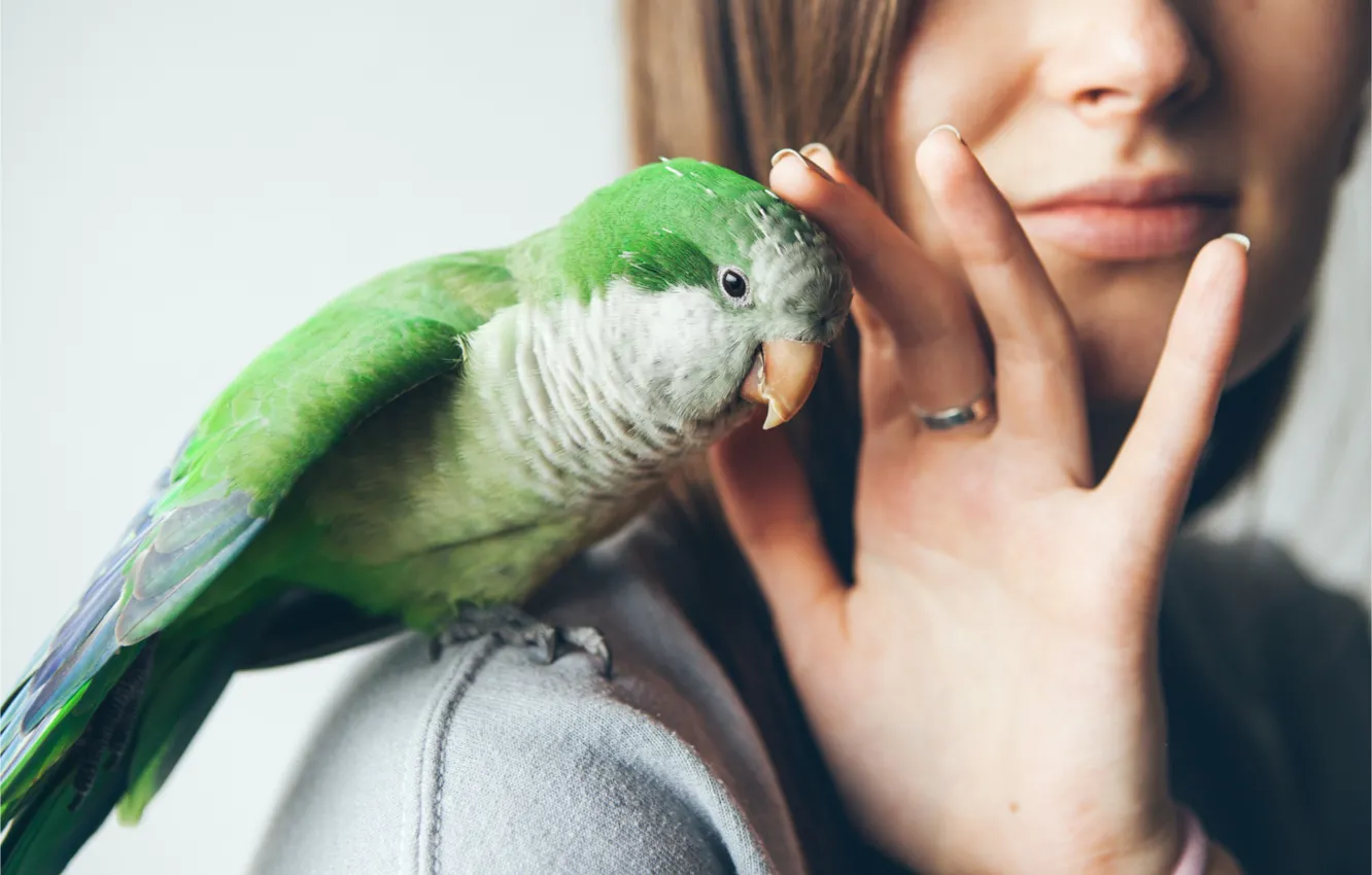 Photo wallpaper love, green, bird, parrot, parrot, green parrot