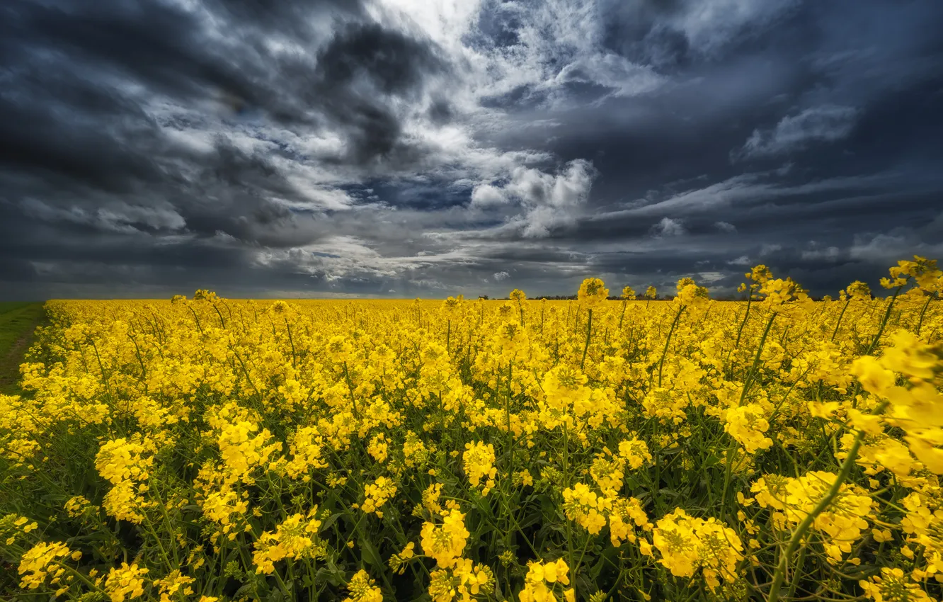 Photo wallpaper clouds, rape, rapeseed field