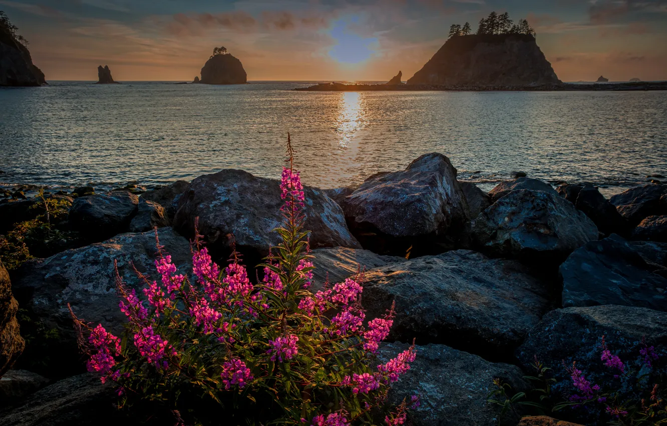 Photo wallpaper river, stones, USA, Olympic National Park