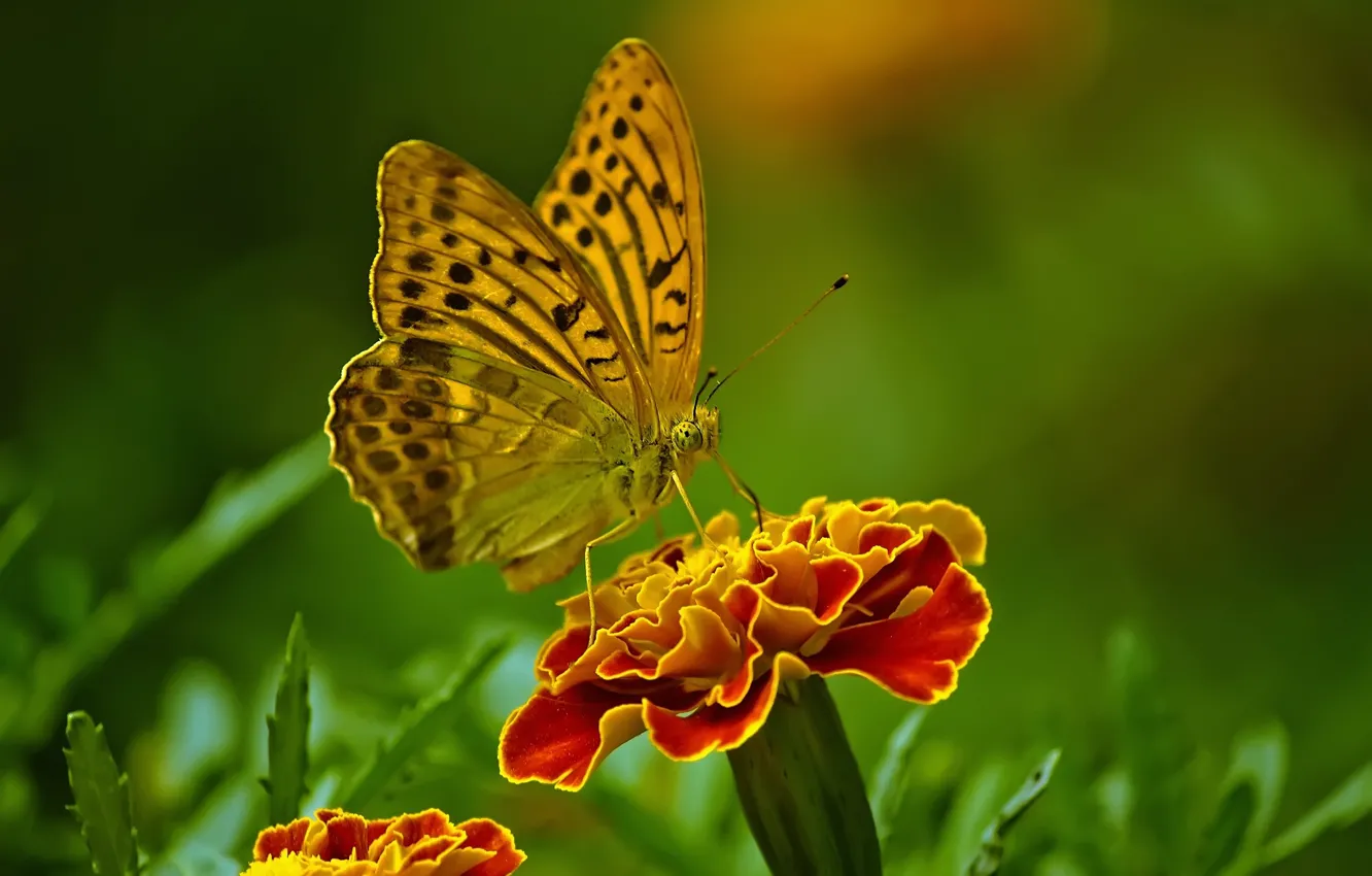 Photo wallpaper flowers, butterfly, butterfly