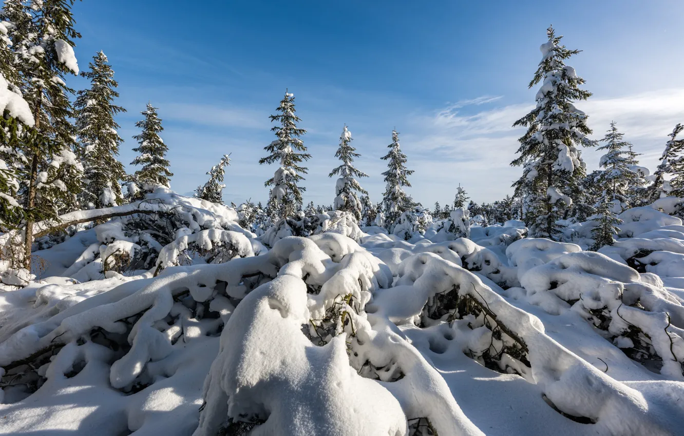 Photo wallpaper winter, forest, the sky, clouds, light, snow, branches, nature