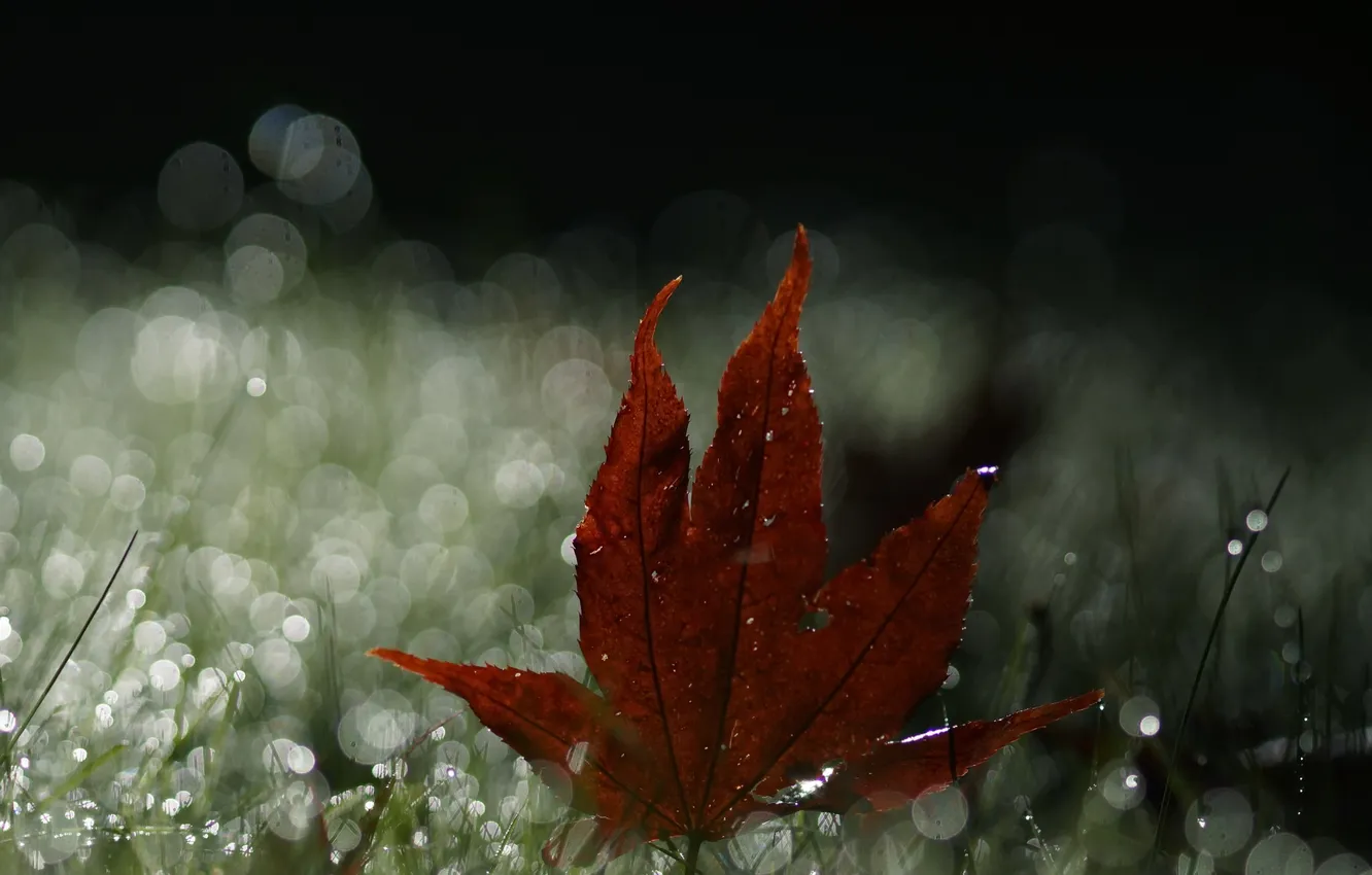 Photo wallpaper autumn, leaves, nature