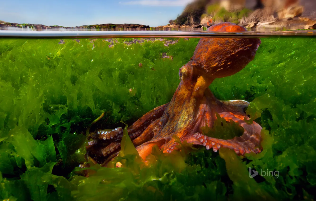 Photo wallpaper water, algae, octopus, tentacles, The Mediterranean sea