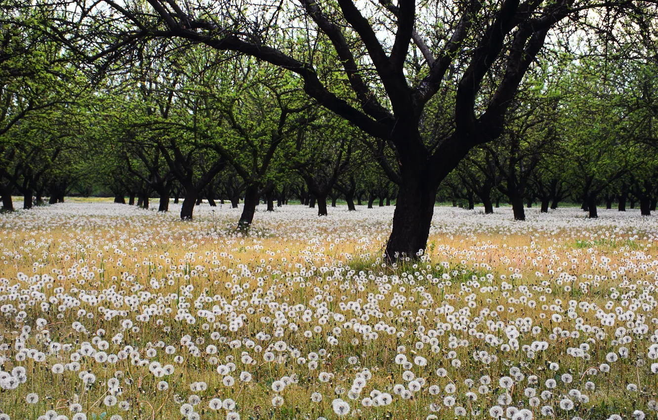 Photo wallpaper field, trees, dandelions