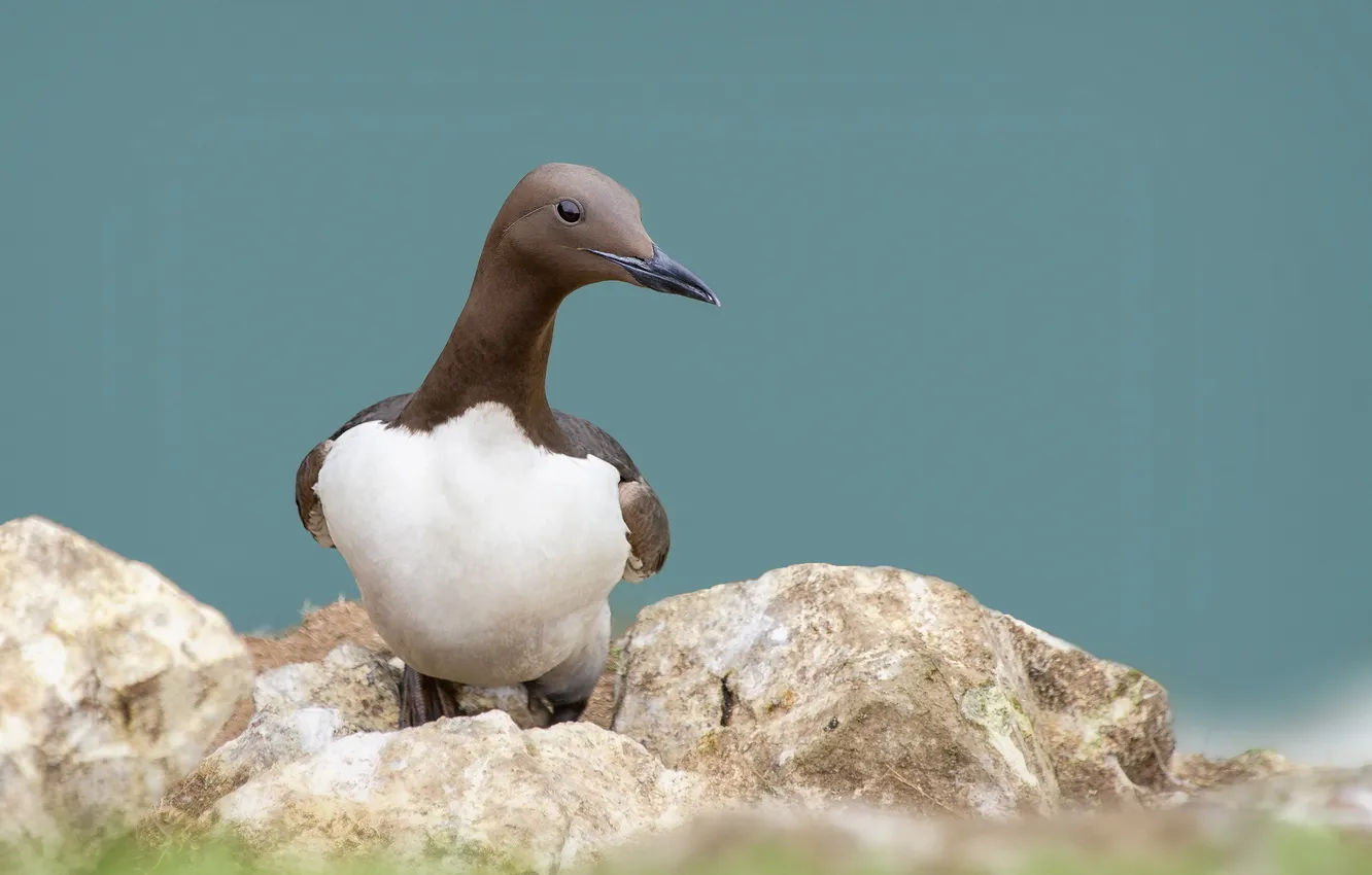 Photo wallpaper nature, background, bird