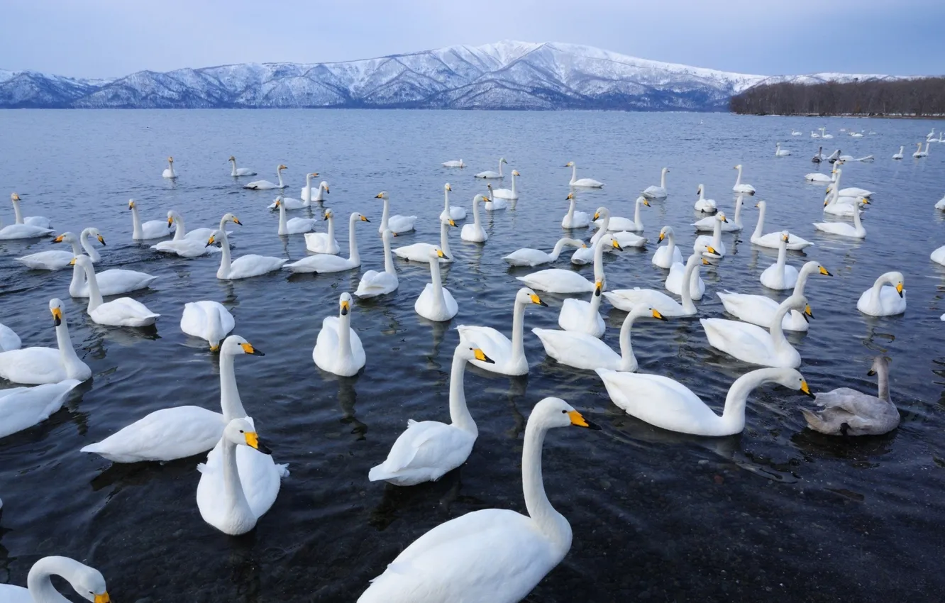 Photo wallpaper white, water, mountains, bird, pack, horizon, swans