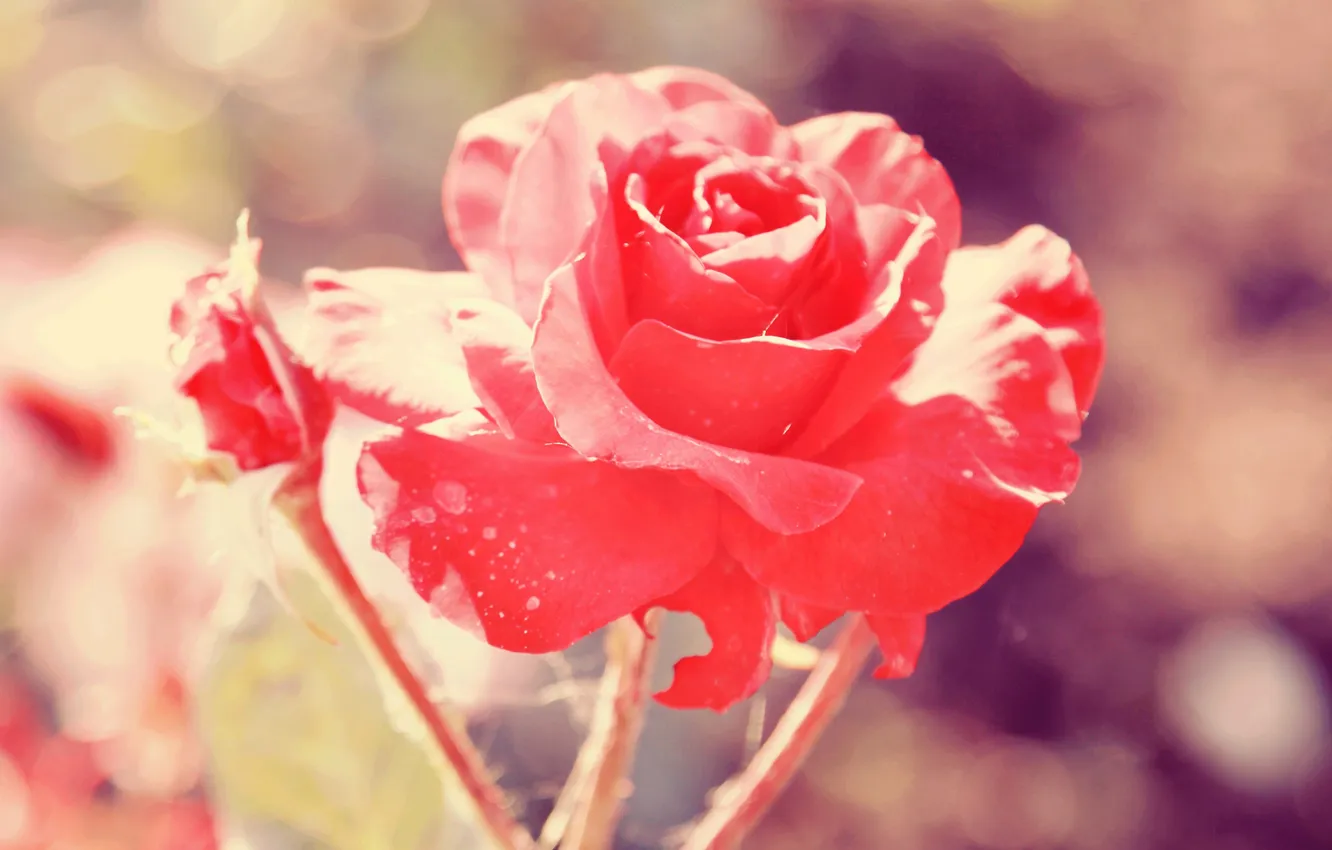 Photo wallpaper flowers, roses, petals