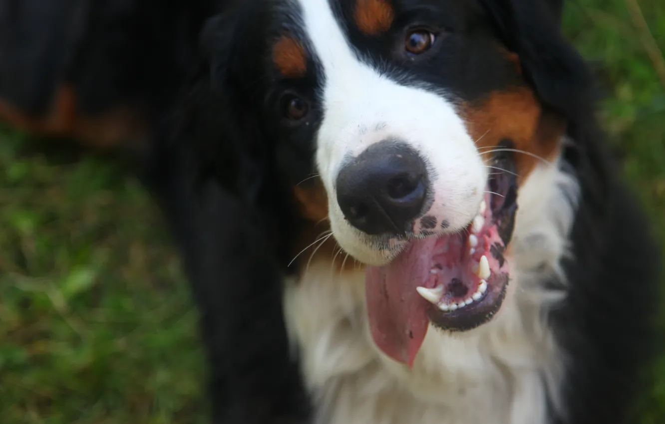 Photo wallpaper joy, Berne, Sennenhund