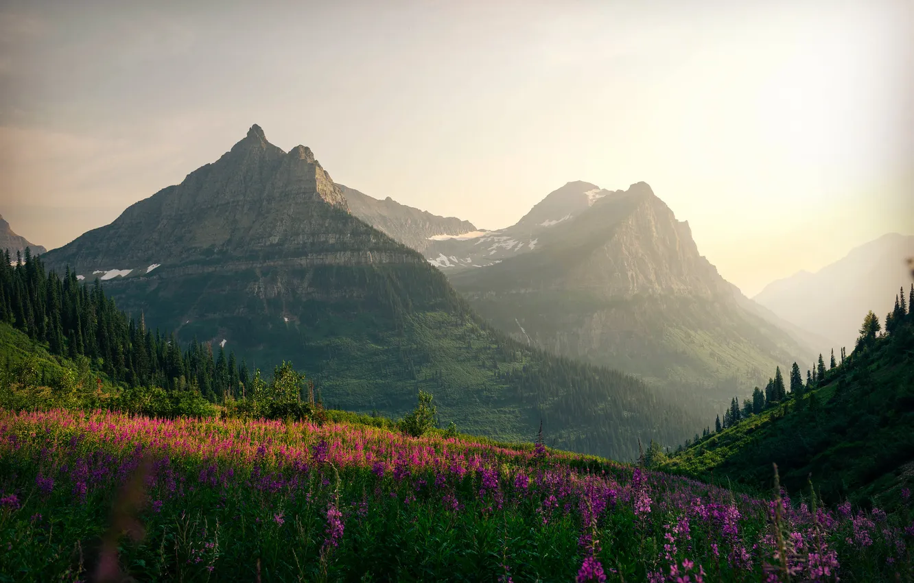Photo wallpaper flowers, morning, Ivan-tea, mountains, fog, dawn