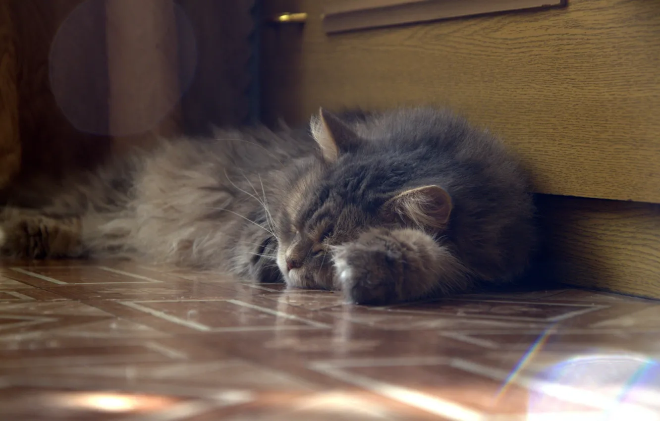 Photo wallpaper cat, sleep, floor, grey.