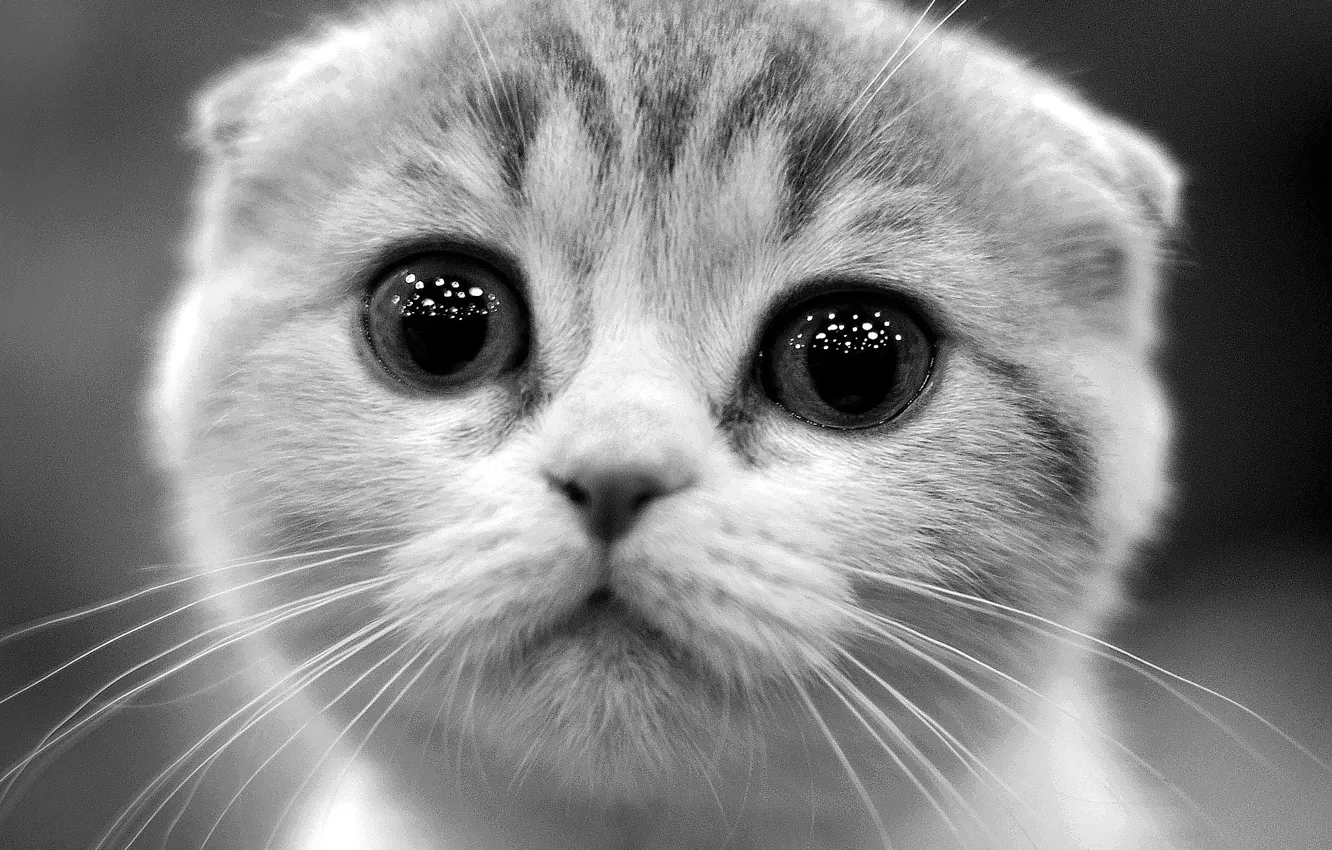 Photo wallpaper eyes, look, kitty, black and white photo
