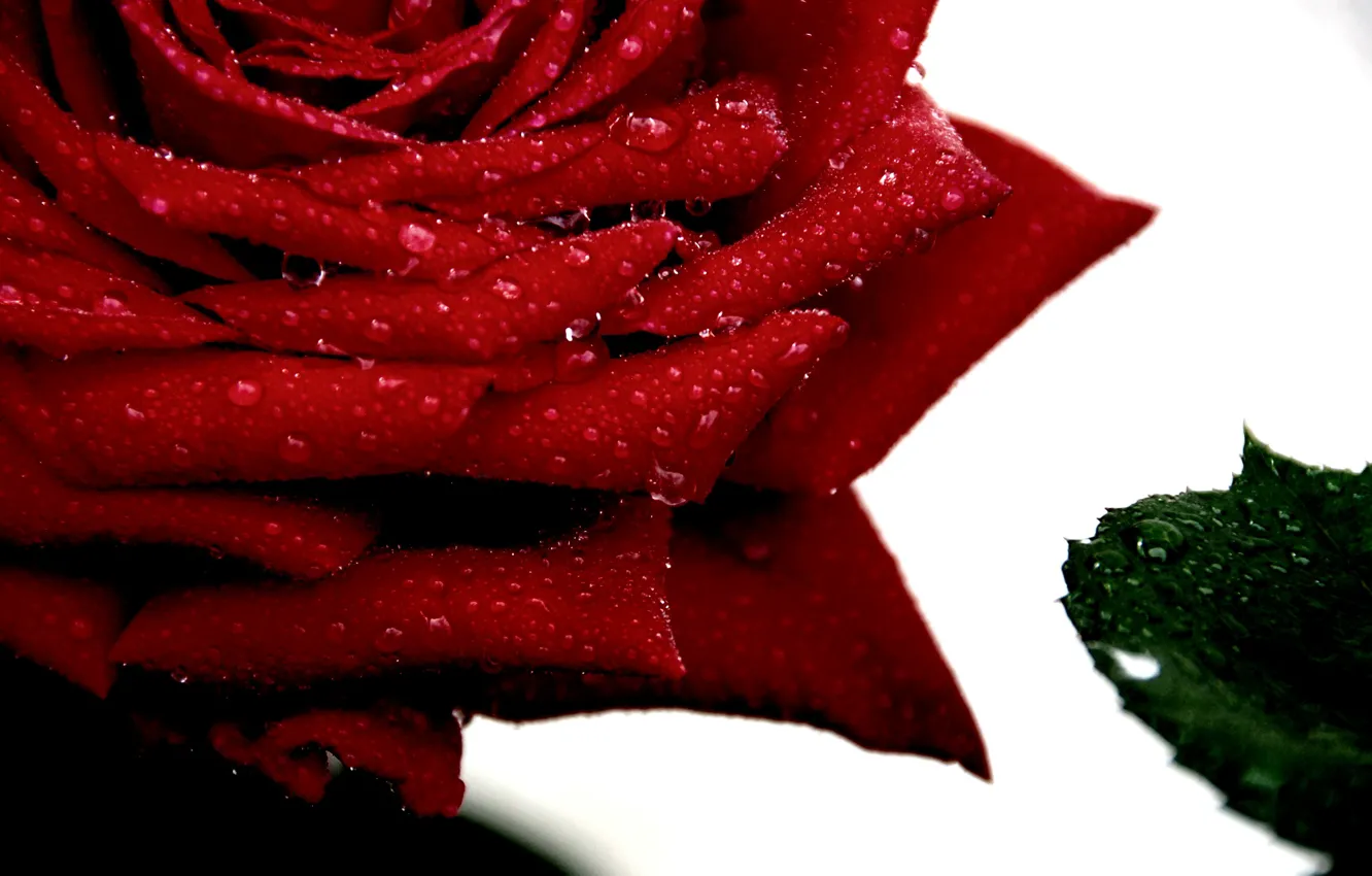 Photo wallpaper macro, Drops, Macro, Red rose, Drops, Red rose
