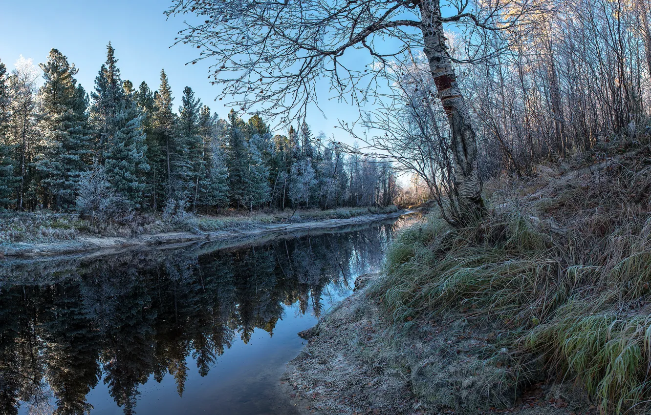 Photo wallpaper winter, frost, autumn, forest, grass, branches, lake, pond