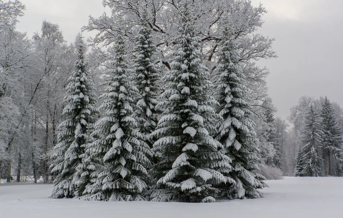 Photo wallpaper winter, forest, snow, Park, tree