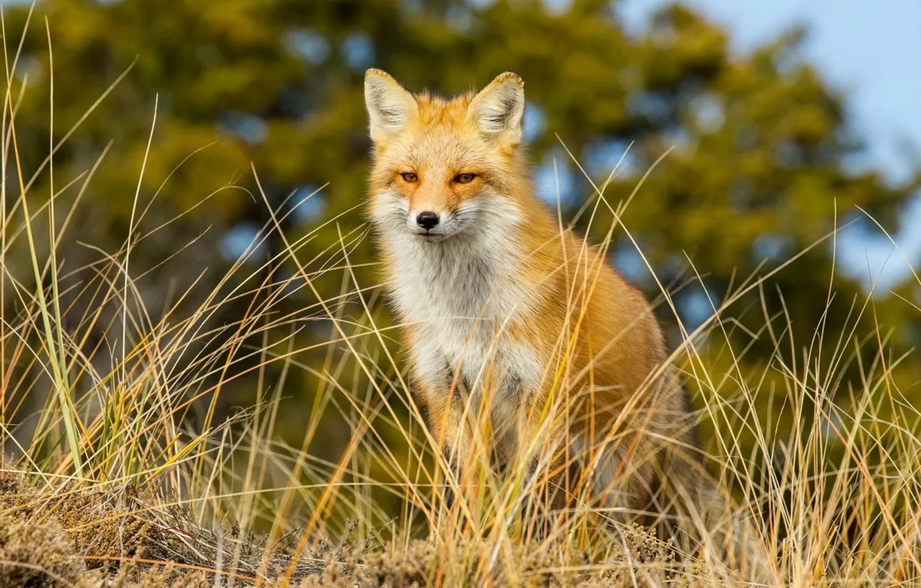 Photo wallpaper the sky, grass, look, trees, Fox