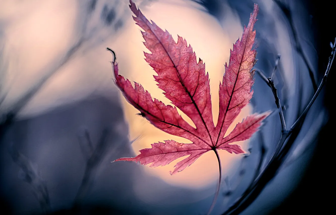 Photo wallpaper autumn, leaves, the crimson