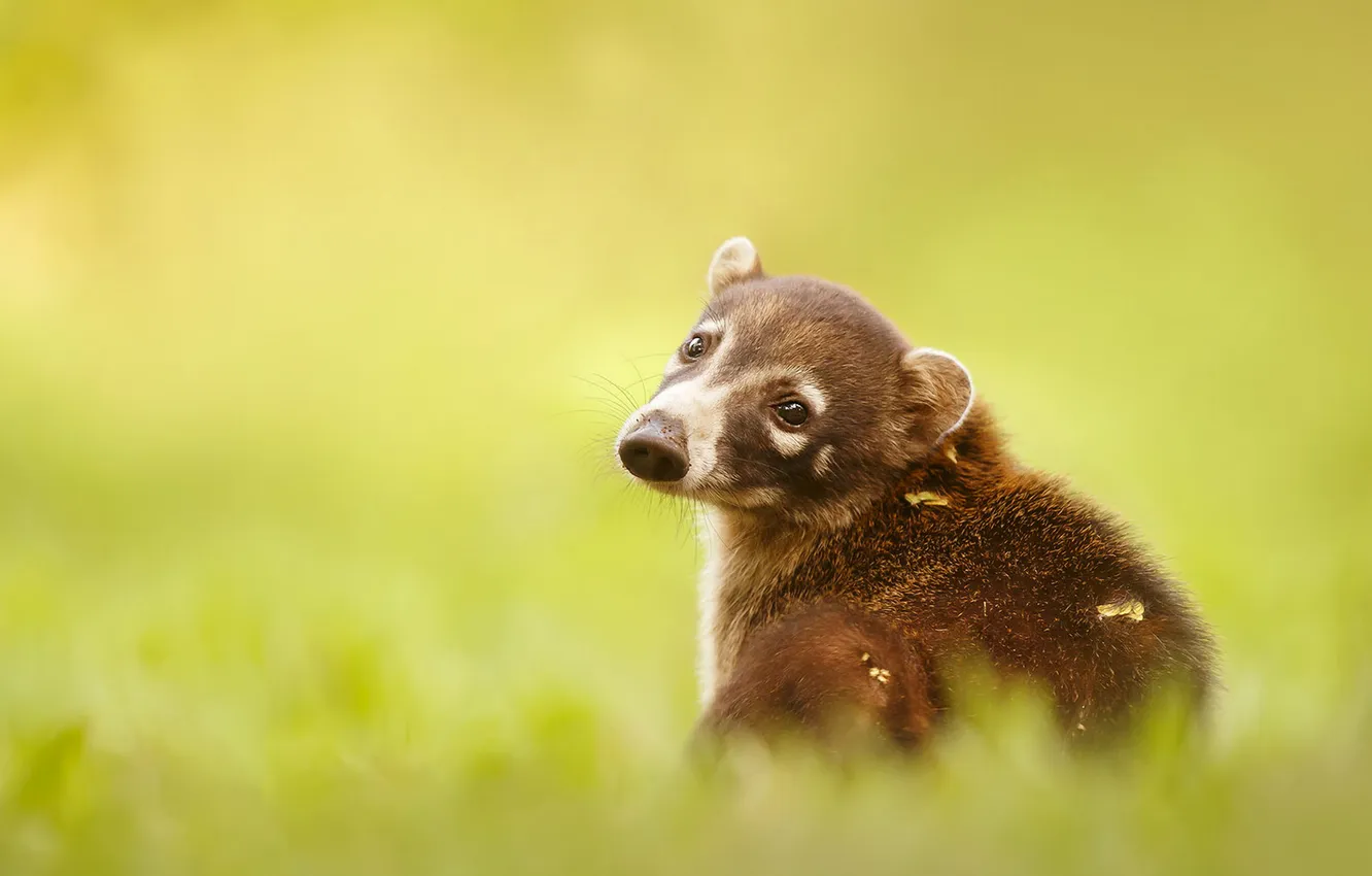 Photo wallpaper look, cub, face, sitting, green background, bokeh, coati, the coati