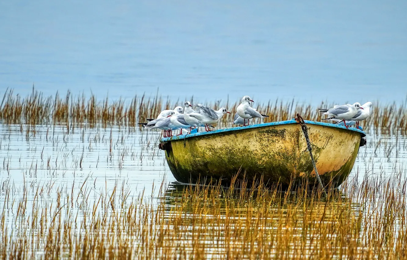 Photo wallpaper birds, lake, boat, seagulls, pack, pond