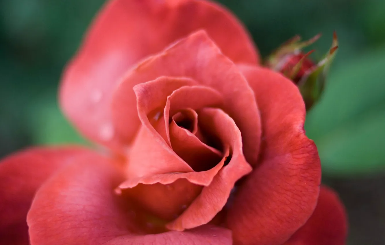 Photo wallpaper rose, macro, red flower