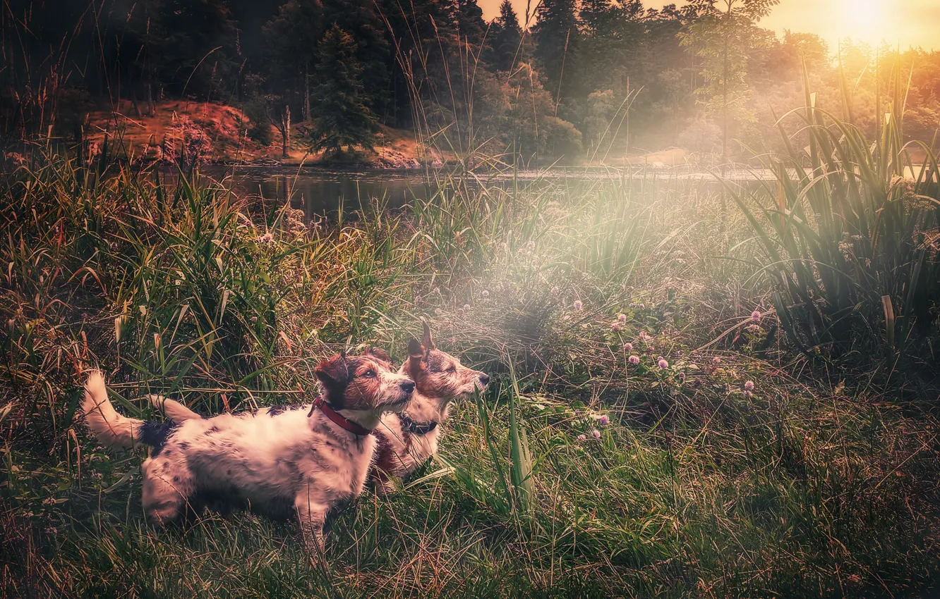 Photo wallpaper dogs, light, lake