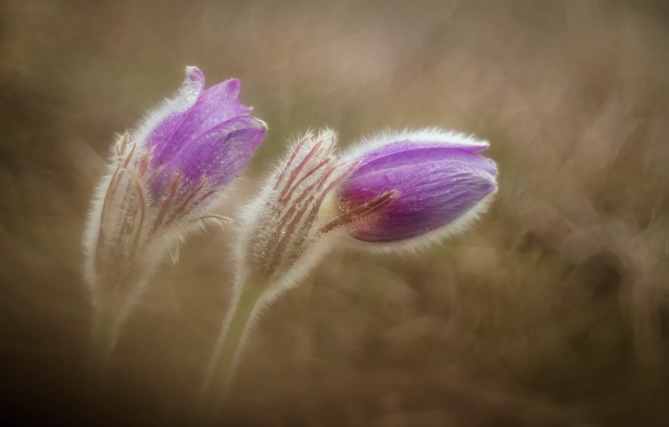 Photo wallpaper macro, flowers, sleep-grass, cross, anemone