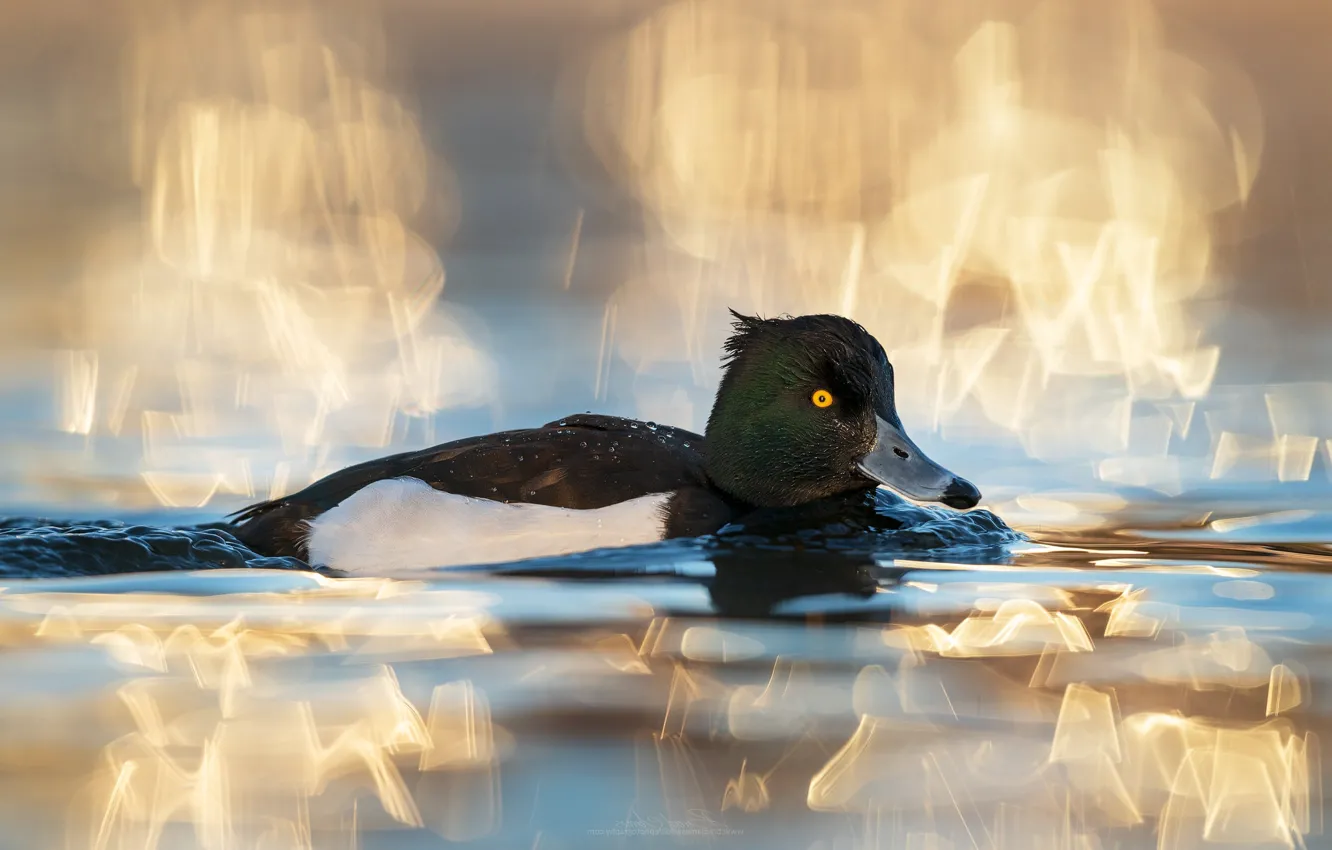 Photo wallpaper light, glare, duck, pond, bokeh