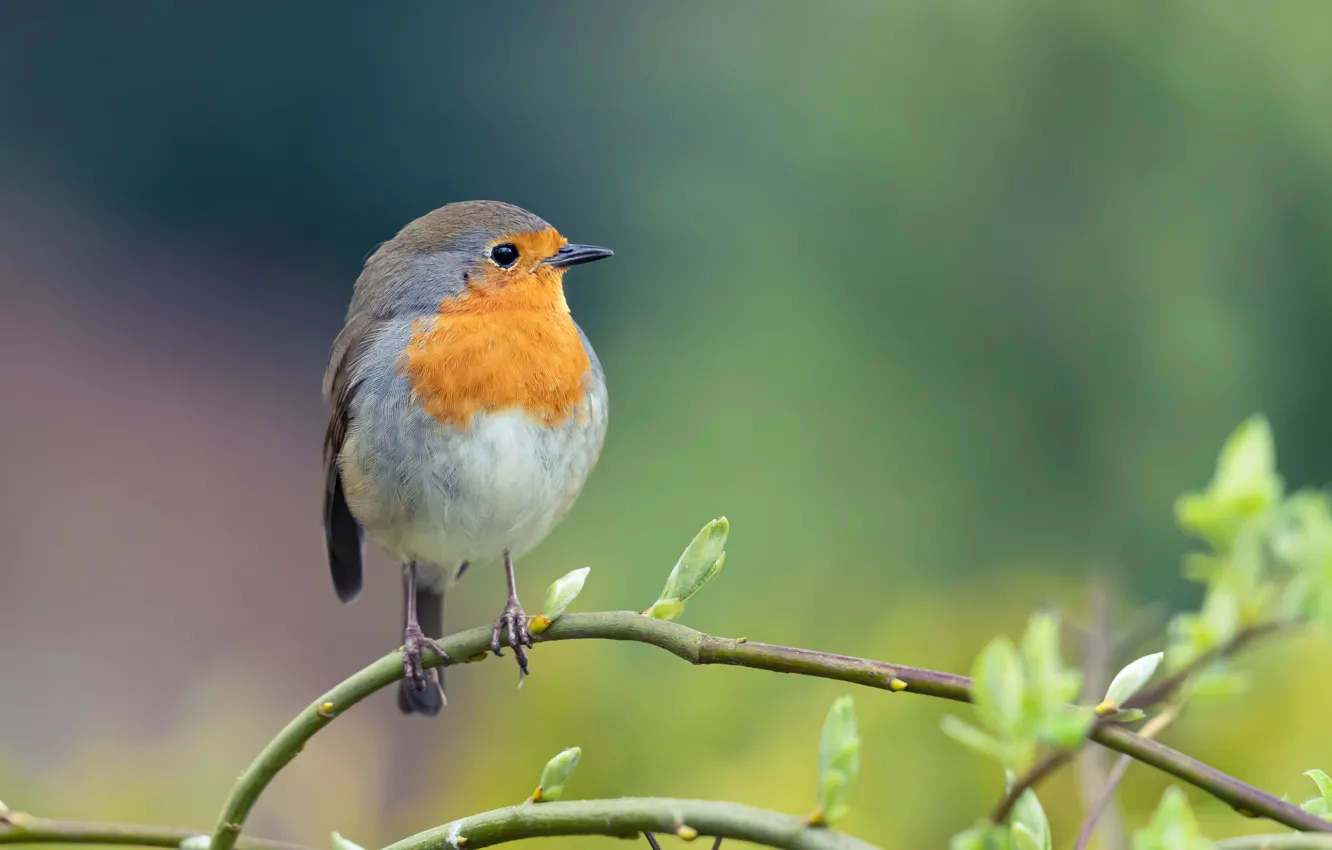 Photo wallpaper branches, bird, blurred background, Robin, family of flycatchers