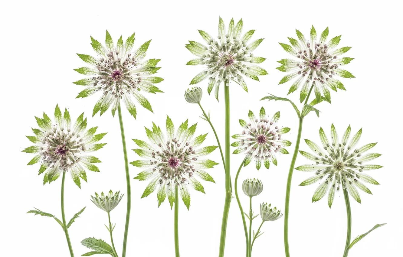 Photo wallpaper macro, herbarium, astrantia