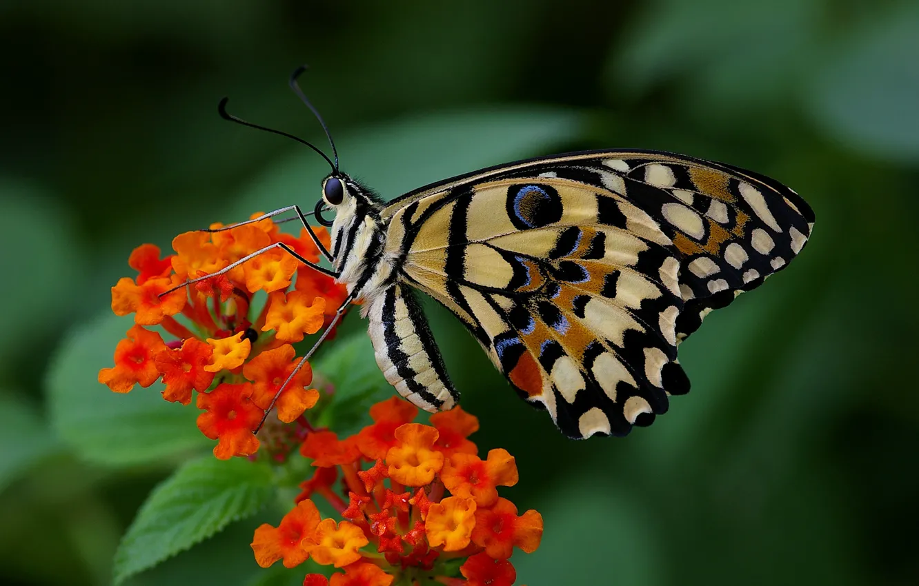 Photo wallpaper butterfly, colors, brightness, butterfly, colors, brightness