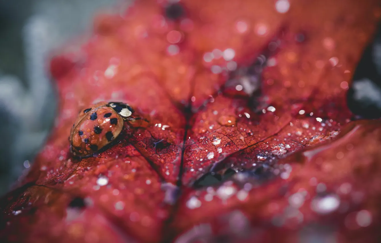 Photo wallpaper leaves, macro, ladybug